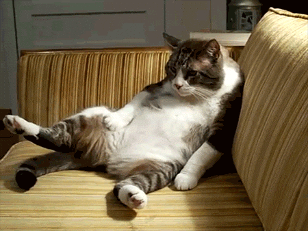 cat tired mood lazy couch