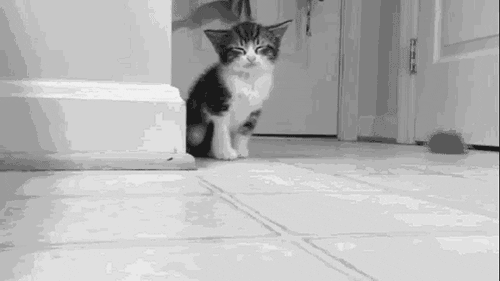 kitten animated GIF