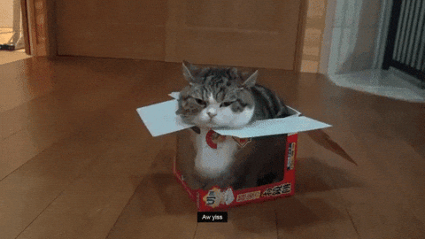 cute cat animated GIF
