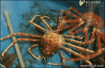 crab animated GIF