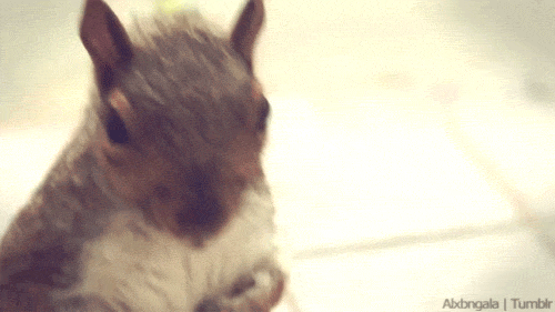 squirrel animated GIF 