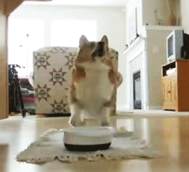 lunch animated GIF