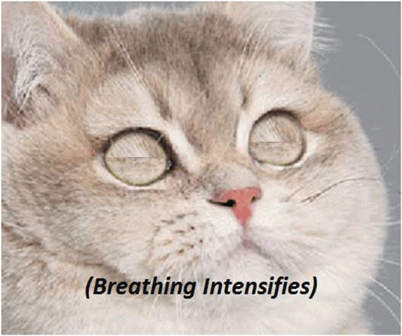 meme animated GIF