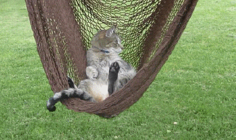 cat animated GIF 