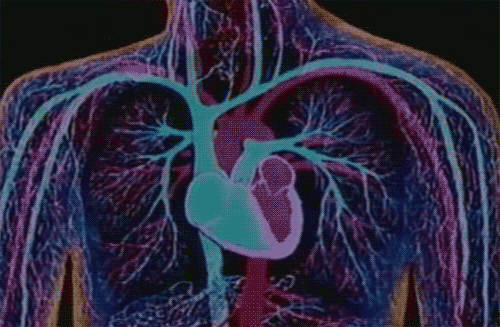heart animated GIF