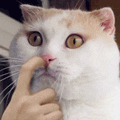 cat animated GIF