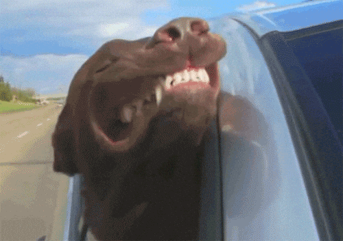 dog animated GIF