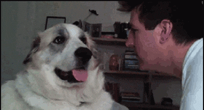 dog animated GIF
