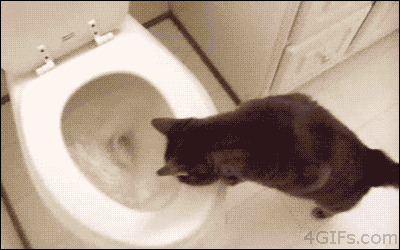 cat animated GIF