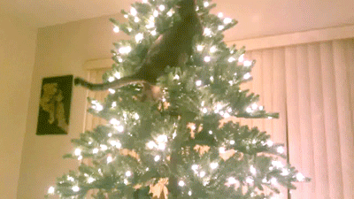 Cheezburger animated GIF