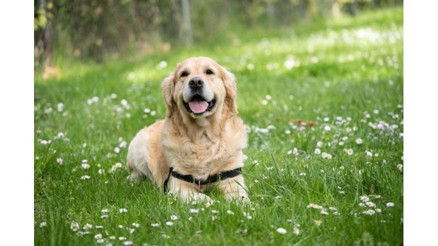 Voici la formule pour calculer l'âge « humain » de votre chien