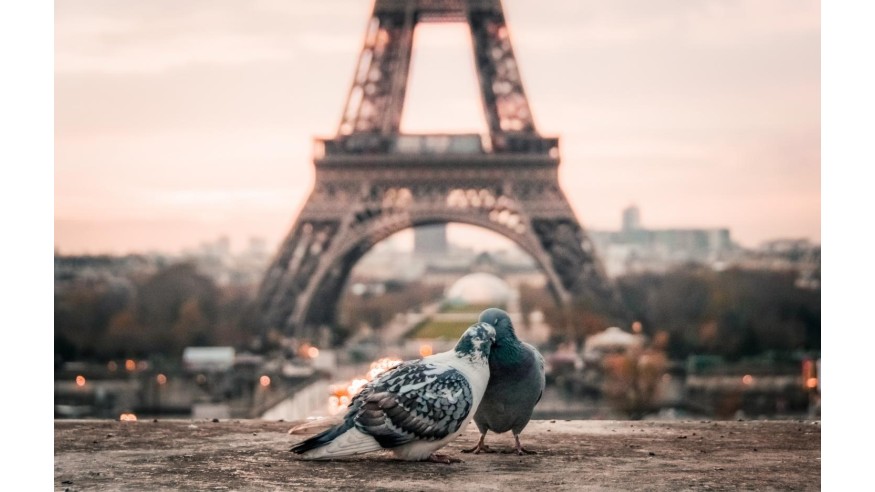 Pourquoi les pigeons perdent leurs pattes à cause des coiffeurs ?
